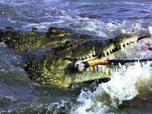 Two cars, water, prey, crocodiles