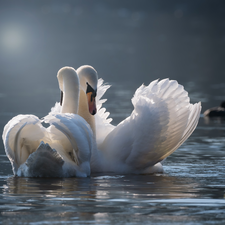 Two cars, White, Swan, birds