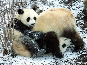 Two cars, zpabda, play, bear