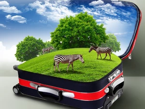 viewes, case, Meadow, trees, zebra