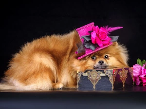 Casket, doggy, Hat