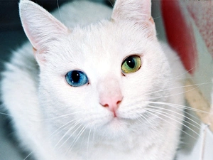 Eyes, Turkish Angora, cat, Different colored, White