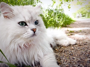 cat, Turkish Angora