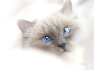 Blue Eyed, Ragdoll Cat