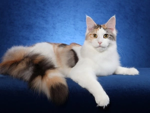 cat, Norwegian Forest Cat