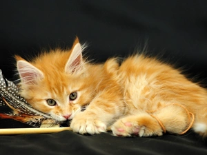 cat, Norwegian Forest Cat
