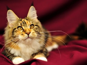 cat, Norwegian Forest Cat