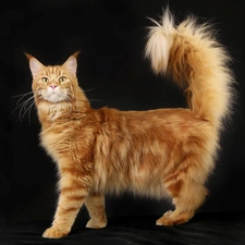 Norwegian Forest Cat, Big, cat