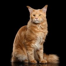 Maine Coon, ginger, cat