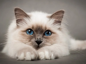 Siamese Cat, Eyes, rapprochement, Blue