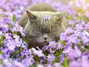 cat, Flowers