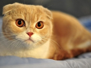cat, Scottish Fold