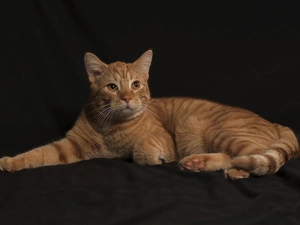 cat, dignified, ginger