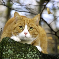 cat, lurking, ginger