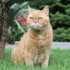 ginger, British Shorthair Cat