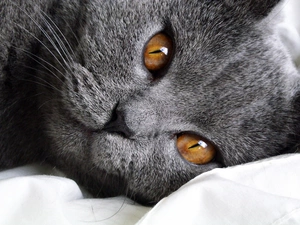 Gray, honey, Eyes, cat