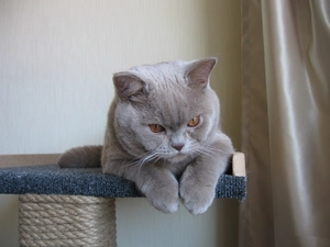 Gray, British, Shorthair, cat