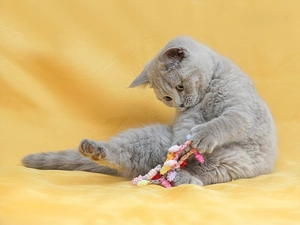 Gray, British, toy, cat