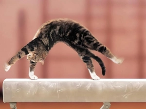 cat, gymnastics