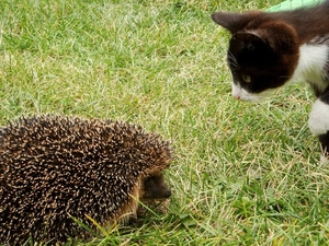 cat, hedgehog