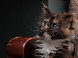 kitten, Maine Coon, cat