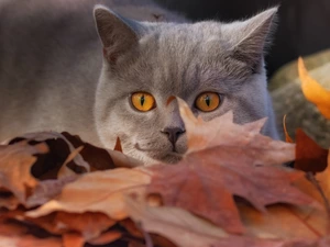 Leaf, British Shorthair Cat, The look