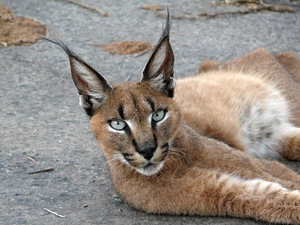 cat, Caracal, lying