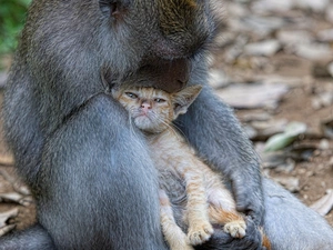 Monkey, unusual, friendship, cat