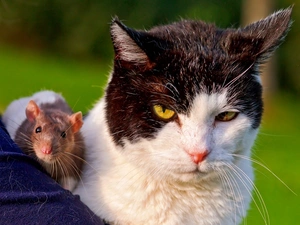 cat, mouse