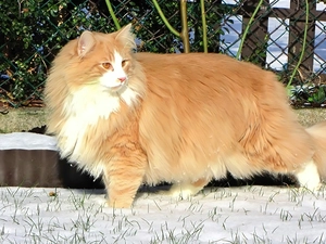 snow, cat, Norwegian Forest Cat