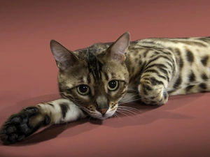 Cat Ocicat