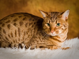Cat Ocicat
