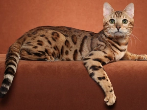 cat, Ocicat
