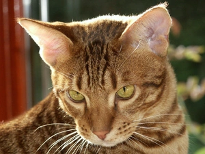 cat, Ocicat