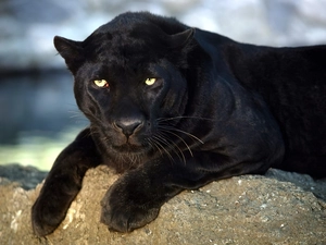 cat, black, Panther
