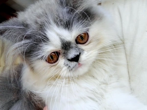 cat, persian