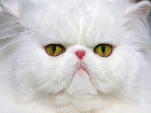 cat, persian