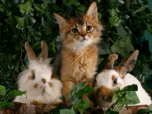 cat, Rabbits