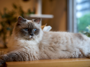 cat, Ragdoll
