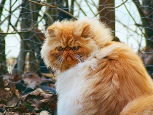 Red-white, Persian Cat
