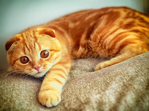 Scottish Fold, ginger, cat