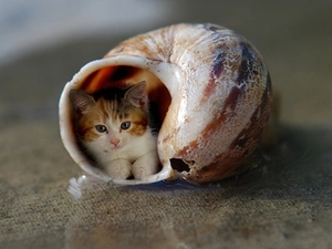 cat, shell