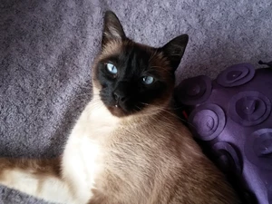 cat, Siamese