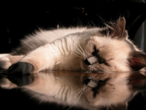 sleepy, pud, reflection, cat