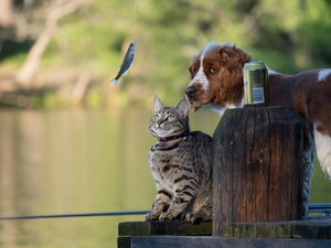 Fish, English Spaniel Can, footbridge, fishing rod, cat