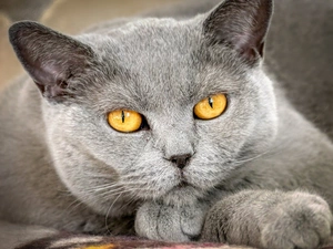 Eyes, rapprochement, The look, Yellow, British Shorthair Cat