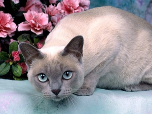 cat, Mink Tonkinese