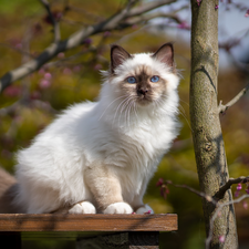 trees, cat, Burmese Cat