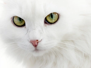 Turkish Angora, White, cat