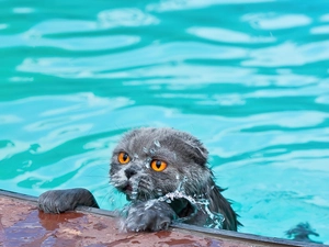 wet, water, Pool, cat